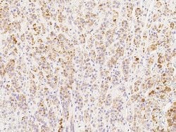 MCP-1 Polyclonal Antibody, Invitrogen 100 &mu;L; Unconjugated:Antibodies,