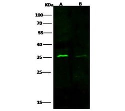 Invitrogen Cyclin D3 Polyclonal Antibody 100 &mu;L; Unconjugated:Antibodies,