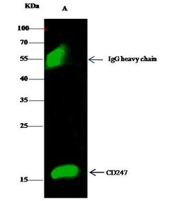 Invitrogen CD3z Polyclonal Antibody 100 μL; Unconjugated:Antibodies,