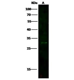 Invitrogen CD300e Polyclonal Antibody 100 &mu;L; Unconjugated:Antibodies,