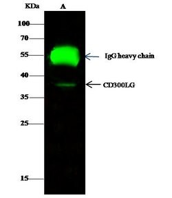 Invitrogen CD300g Polyclonal Antibody 100 &mu;L; Unconjugated:Antibodies,