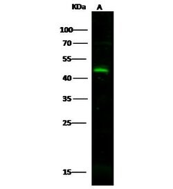Invitrogen CD300g Polyclonal Antibody 100 &mu;L; Unconjugated:Antibodies,