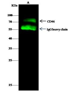 Invitrogen CD46 Polyclonal Antibody 100 &mu;L; Unconjugated:Antibodies,