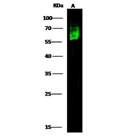 Invitrogen CD46 Polyclonal Antibody 100 &mu;L; Unconjugated:Antibodies,