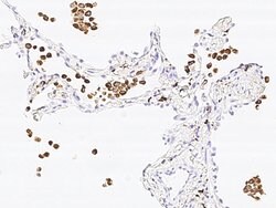 Invitrogen CD68 Polyclonal Antibody 100 &mu;L; Unconjugated:Antibodies,