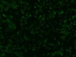 Invitrogen CD99 Polyclonal Antibody 100 &mu;L; Unconjugated:Antibodies,
