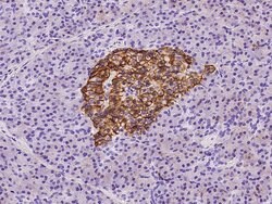 Invitrogen CD99 Polyclonal Antibody 100 &mu;L; Unconjugated:Antibodies,