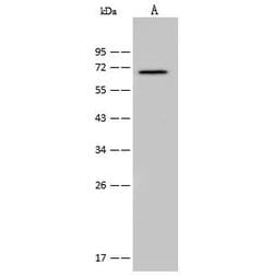 Invitrogen CDC25B Polyclonal Antibody 100 &mu;L; Unconjugated:Antibodies,