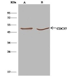 Invitrogen CDC37 Polyclonal Antibody 100 &mu;L; Unconjugated:Antibodies,