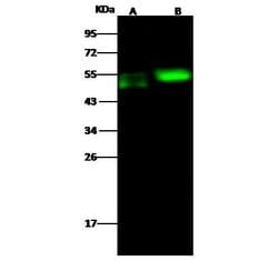 Invitrogen CDC37 Polyclonal Antibody 100 &mu;L; Unconjugated:Antibodies,