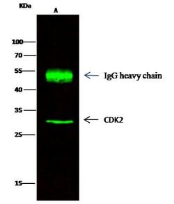 Invitrogen CDK2 Polyclonal Antibody 100 &mu;L; Unconjugated:Antibodies,