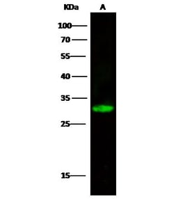 Invitrogen CDK2 Polyclonal Antibody 100 &mu;L; Unconjugated:Antibodies,