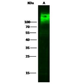 Invitrogen CEACAM1 Polyclonal Antibody 100 &mu;L; Unconjugated:Antibodies,