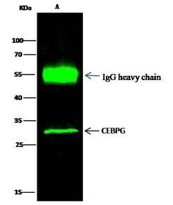 Invitrogen C/EBP gamma Polyclonal Antibody 100 &mu;L; Unconjugated:Antibodies,