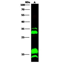 Invitrogen C/EBP gamma Polyclonal Antibody 100 &mu;L; Unconjugated:Antibodies,