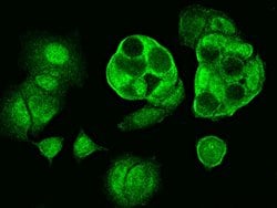 Invitrogen Centrin 2 Polyclonal Antibody 100 &mu;L; Unconjugated:Antibodies,