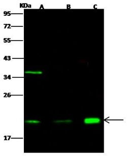 Invitrogen Centrin 2 Polyclonal Antibody 100 &mu;L; Unconjugated:Antibodies,