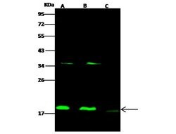 Invitrogen Cofilin 2 Polyclonal Antibody 100 &mu;L; Unconjugated:Antikörper