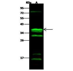 Invitrogen CGREF1 Polyclonal Antibody 100 &mu;L; Unconjugated:Antibodies,