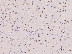 Invitrogen CLSTN1 Polyclonal Antibody 100 &mu;L; Unconjugated:Antibodies,