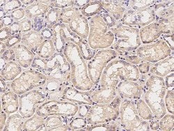 Invitrogen CLSTN1 Polyclonal Antibody 100 &mu;L; Unconjugated:Antibodies,
