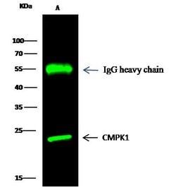 Invitrogen CMPK1 Polyclonal Antibody 100 &mu;L; Unconjugated:Antibodies,