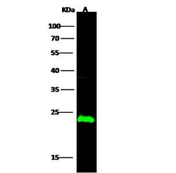 Invitrogen CMPK1 Polyclonal Antibody 100 &mu;L; Unconjugated:Antibodies,