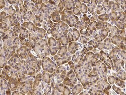 Invitrogen CNPY2 Polyclonal Antibody 100 &mu;L; Unconjugated:Antibodies,
