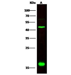 Invitrogen CNPY2 Polyclonal Antibody 100 &mu;L; Unconjugated:Antibodies,