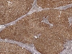 Invitrogen COX5B Polyclonal Antibody 100 &mu;L | Buy Online | Invitrogen&trade; | Fisher Scientific