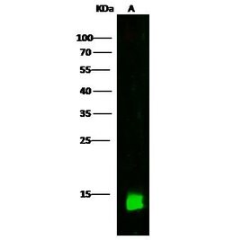 Invitrogen CRABP2 Polyclonal Antibody 100 &mu;L; Unconjugated:Antibodies,