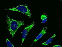 Invitrogen Citrate Synthase Polyclonal Antibody 100 &mu;L; Unconjugated:Antibodies,
