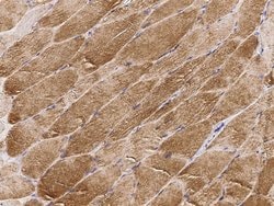 Invitrogen Citrate Synthase Polyclonal Antibody 100 &mu;L; Unconjugated:Antibodies,