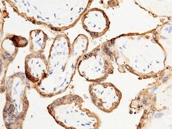 Invitrogen CSH1 Polyclonal Antibody 100 &mu;L; Unconjugated:Antibodies,