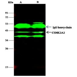 Invitrogen CK2 alpha-2 Polyclonal Antibody 100 &mu;L; Unconjugated:Antibodies,