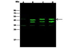 Invitrogen CK2 alpha-2 Polyclonal Antibody 100 &mu;L; Unconjugated:Antibodies,