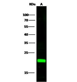 Invitrogen CRP1 Polyclonal Antibody 100 &mu;L; Unconjugated:Antibodies,