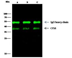 Invitrogen Cathepsin B Polyclonal Antibody 100 &mu;L; Unconjugated:Antibodies,