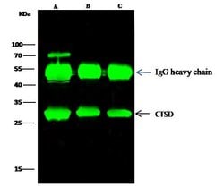 Invitrogen Cathepsin D Polyclonal Antibody 100 &mu;L; Unconjugated:Antibodies,