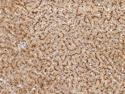 Invitrogen Cathepsin Z Polyclonal Antibody 100 &mu;L; Unconjugated:Antibodies,