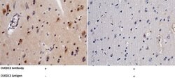 Invitrogen CUEDC2 Polyclonal Antibody 100 &mu;L | Buy Online | Invitrogen&trade; | Fisher Scientific