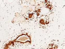 Invitrogen CUEDC2 Polyclonal Antibody 100 &mu;L | Buy Online | Invitrogen&trade; | Fisher Scientific