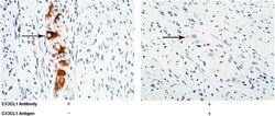 Invitrogen CX3CL1 Polyclonal Antibody 100 &mu;L; Unconjugated:Antibodies,