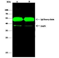 Invitrogen DAP3 Polyclonal Antibody 100 &mu;L; Unconjugated:Antibodies,