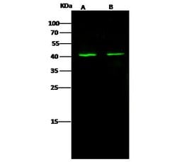Invitrogen DAP3 Polyclonal Antibody 100 &mu;L; Unconjugated:Antibodies,