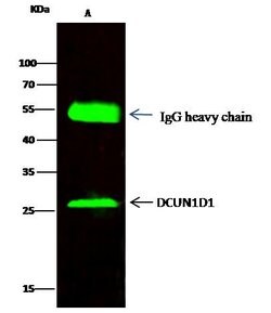 Invitrogen DCUN1D1 Polyclonal Antibody 100 &mu;L; Unconjugated:Antibodies,