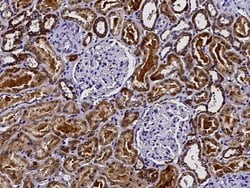 Invitrogen DCXR Polyclonal Antibody 100 &mu;L; Unconjugated:Antibodies,