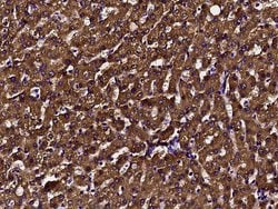 Invitrogen DCXR Polyclonal Antibody 100 &mu;L; Unconjugated:Antibodies,