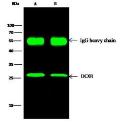 Invitrogen DCXR Polyclonal Antibody 100 &mu;L; Unconjugated:Antibodies,