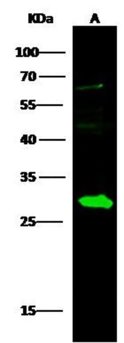 Invitrogen DCXR Polyclonal Antibody 100 &mu;L; Unconjugated:Antibodies,